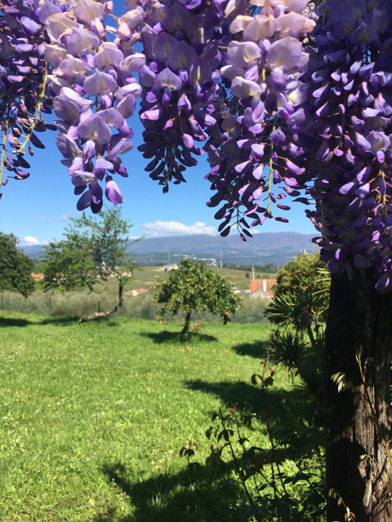 Hotel Quinta De Mocamedes - Turismo De Habitacao Vouzela Exteriér fotografie